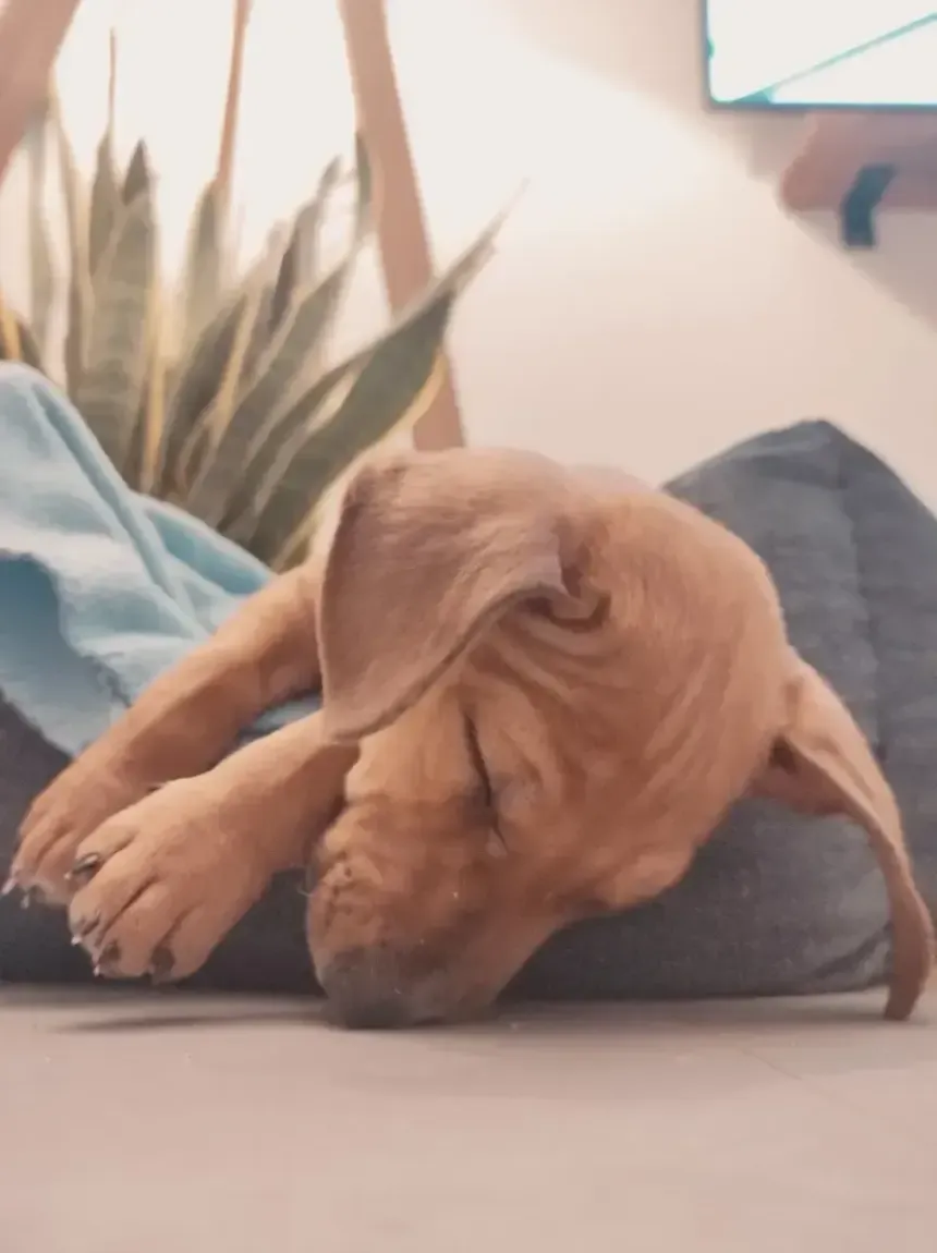 Un cachorro marrón durmiendo hecho un ovillo sobre su almohadón, con una pata tapándole el hocico.