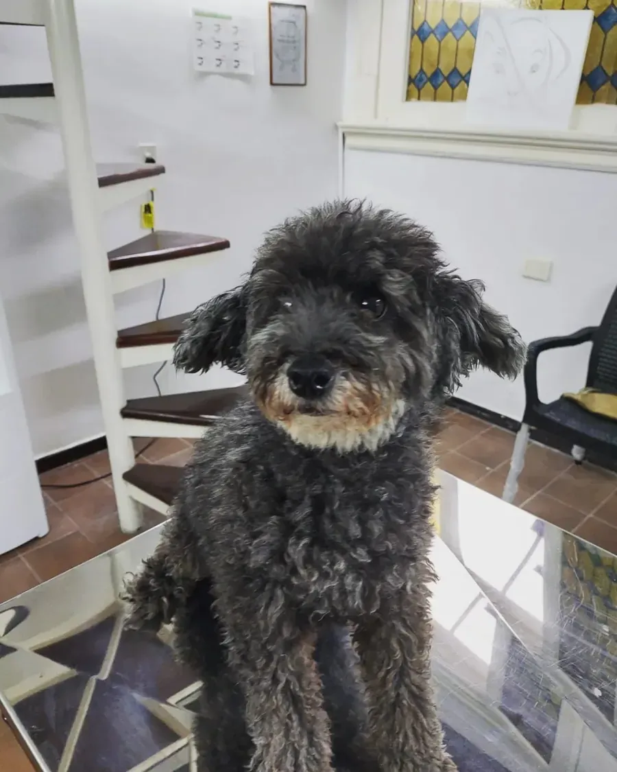 Un caniche gris sentado sobre la mesa de consulta, mirando a cámara.