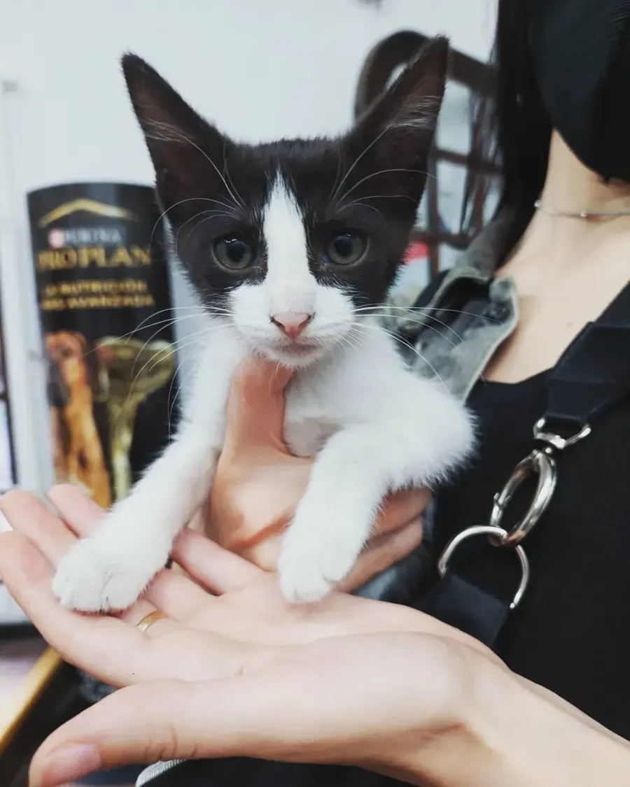 Un gatito blanco y negro apoyado sobre la mano de una persona, con las patas delanteras colgando.