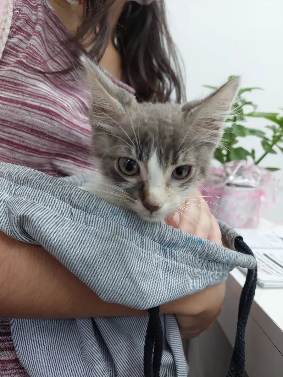 Un gatito gris y blanco asomando desde un bolso de tela, en brazos de su dueña.
