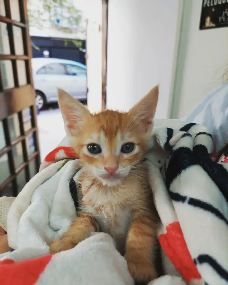 Un gatito naranja envuelto en una toalla blanca, en brazos, cerca de la puerta del local.