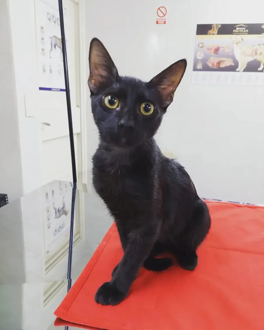 Un gatito negro de ojos amarillos sentado sobre una manta roja, en la mesa de consulta.