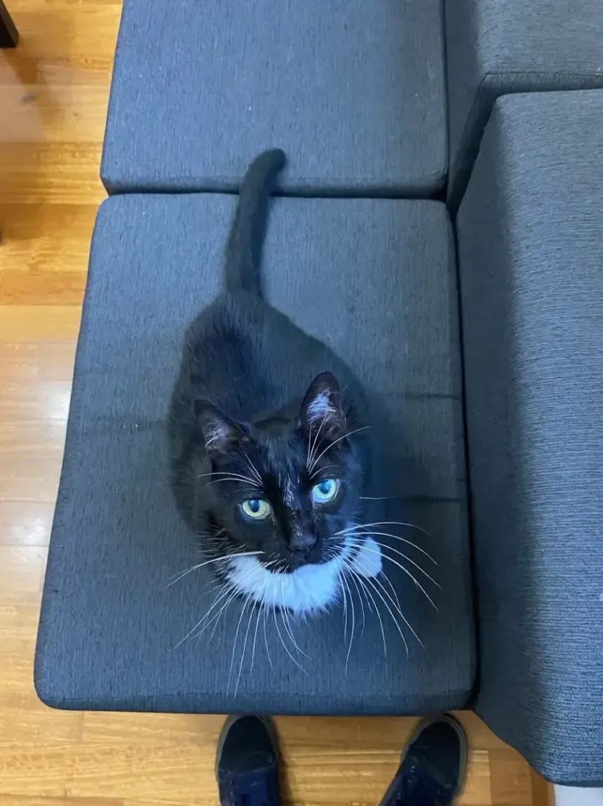 Un gato negro con pechera blanca mirando a cámara, sentado en un sillón.