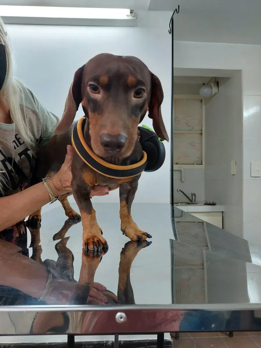 Un perro salchicha marrón parado sobre la mesa de acero del consultorio, sostenido por las manos de la veterinaria.