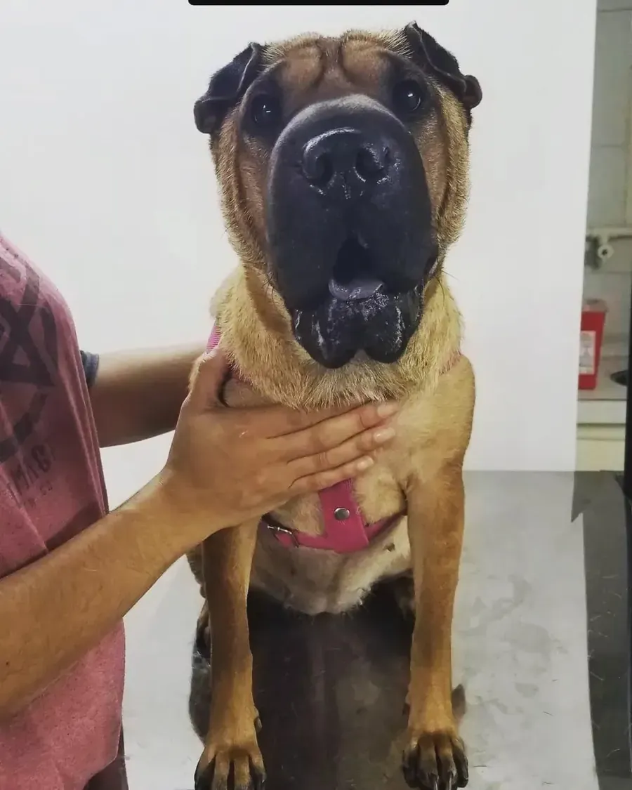 Un perro grande de pelo corto, hocico oscuro y arrugas en la frente, con pechera rosa, sentado y sostenido por su dueño.