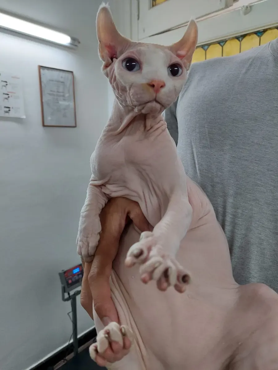 Un gato sphynx sin pelo, de ojos claros, sostenido en brazos junto a la balanza del consultorio.