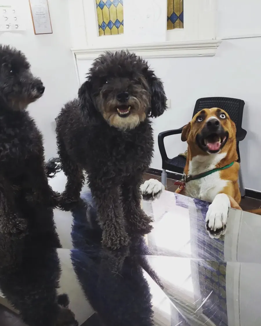 Tres perros en la recepción: dos caniches negros sobre el mostrador y un perro marrón y blanco apoyado en una silla, con la boca abierta.